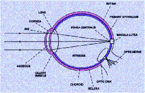 CableFree FSO Laser Safety Diagram of the Human Eye